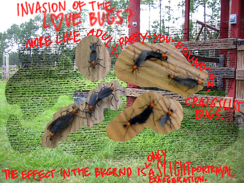 Love bug invasion