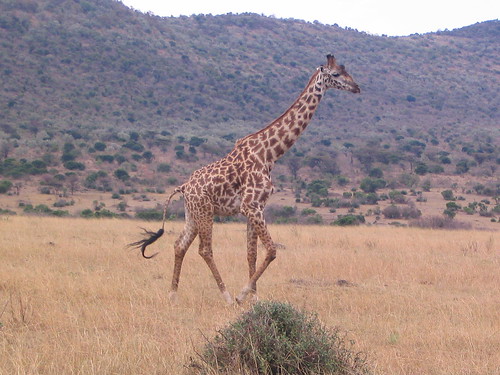 你拍攝的 20 Masai Mara。