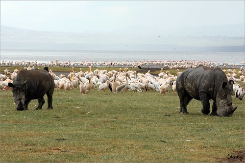 你拍攝的 44 Lake Nakuru - Rhino & Pelican。