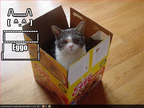 Funny Cat In A Box. funny-pictures-cat-in-waffle-