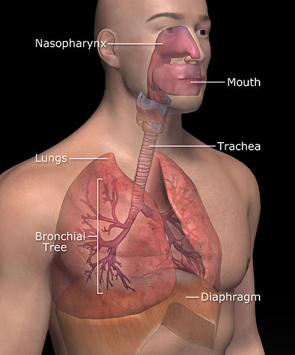 RespiratorySystem1