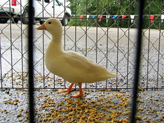 100 Things to see at the fair outtake: Waterfowl