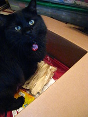 Huggy Bear helps pack the box