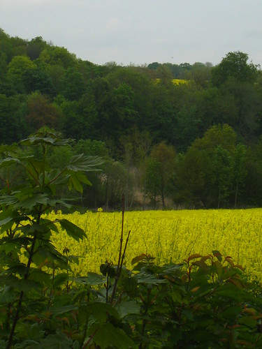 Colza / Rapeseed, French Countryside