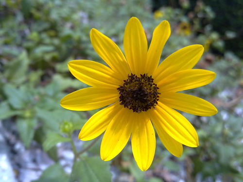 06112011623-Bowditch-dune-sunflower