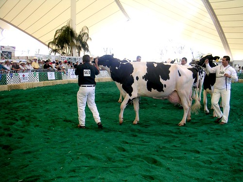 holstein dairy cow. holstein dairy cow. Aguascalientes Holstein Show 07
