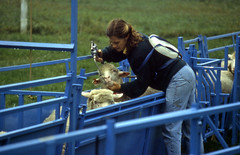 Drenching a sheep