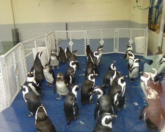 Penguins waiting for their exhibit to be cleaned