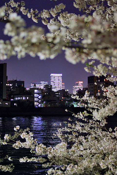Sakura river city scape