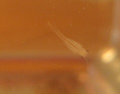 Triops, day 6