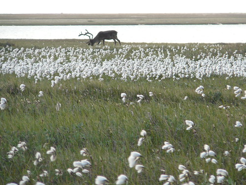 Cottongrass y caribus en Deadhorse