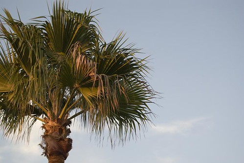 I love Palm Trees