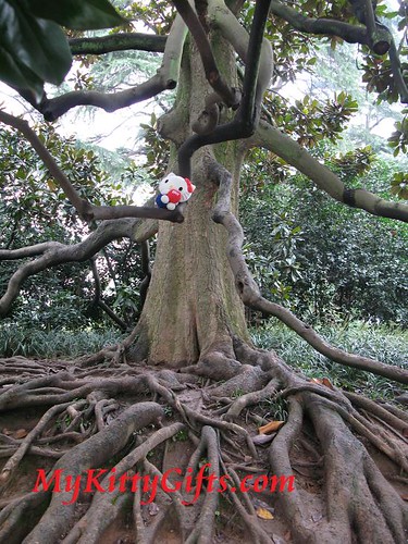 Hello Kitty Climbing Old Tree in Peony Garden, HangZhou