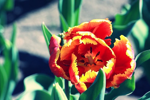 tulips galore