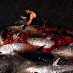 根據研究，過度捕漁導致產業年收入損失500億美元。圖片節錄自： Emilio Morenatti/AP。