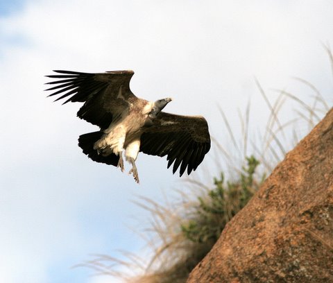 long-billed vulture landing