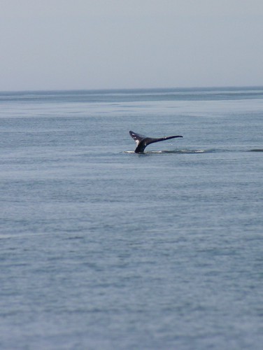 grey whale tail 2