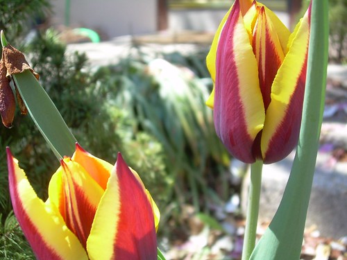 favorite tulips