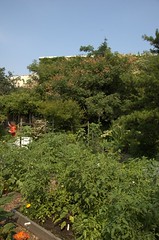 Brooklyn Bear's Garden