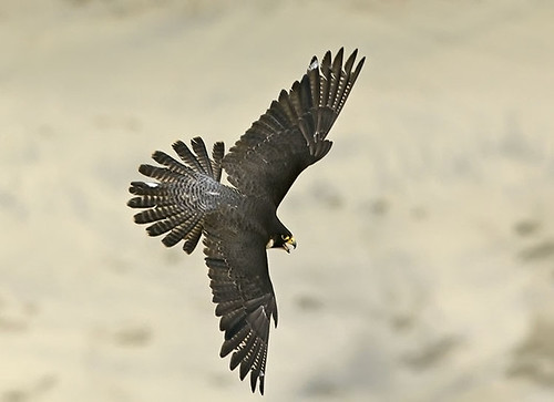 peregrine falcon in flight. Peregrine Falcon over sand