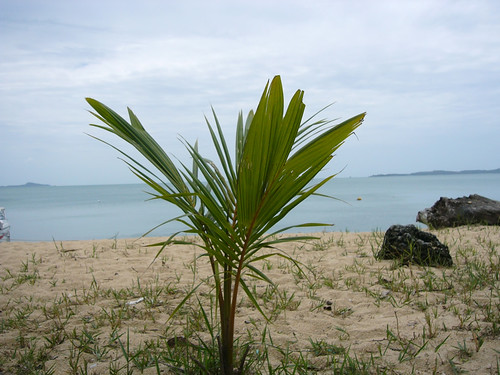 koh samui- young coconuts tree