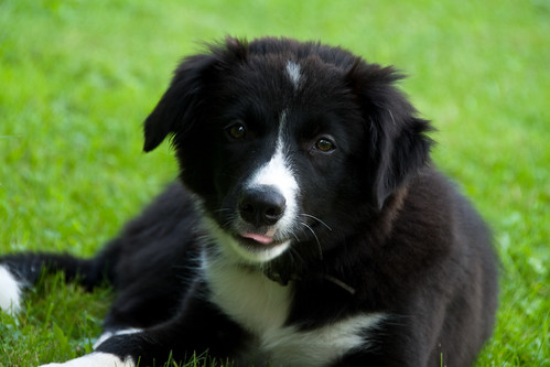 puppy and kittens pictures. Border Collie Puppy. Cat or