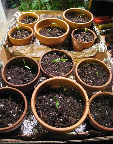 Potted Peppers