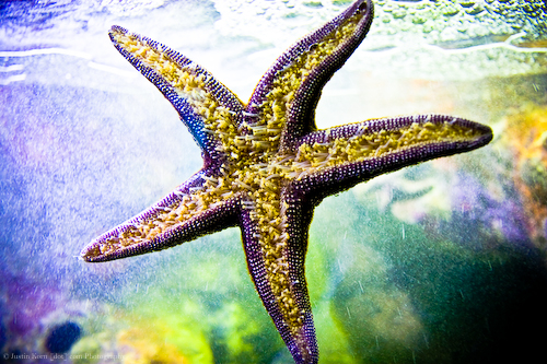 Once Upon a Starfish by Justin Korn