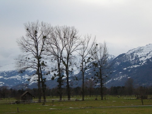 Mistletoe Trees, Switzerland
