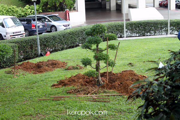 Tree Planting Singapore Style