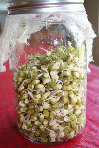 sprouting mung beans