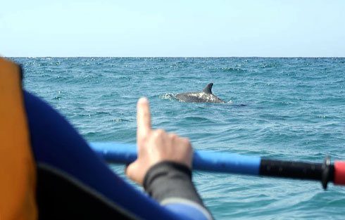 Delfine in Australien