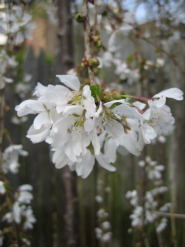 weeping cherry tree pictures. weeping cherry tree