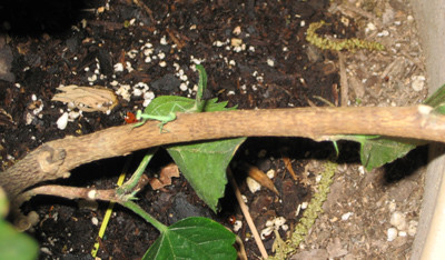 Praying Mantis - in our garden