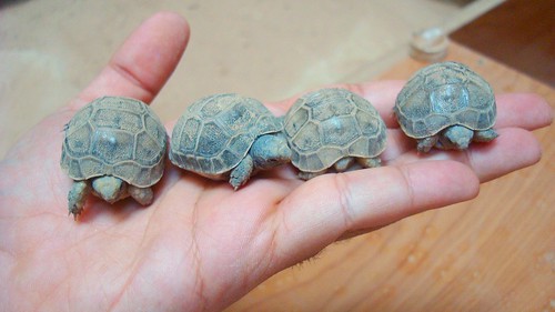 The next generation of my tortoises