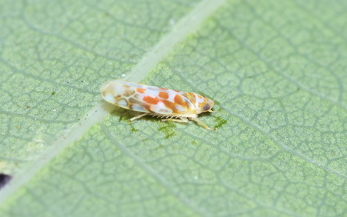 common carpet moth. (Common Carpet moth)