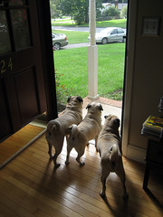 three pugs at the door
