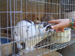 Farm rabbit