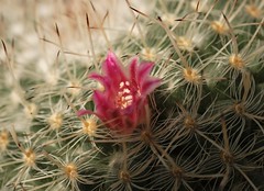 Florecita de un Cactus