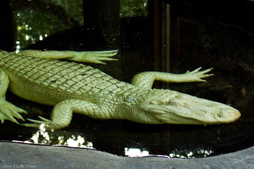 20081126_AlligatorFarm09
