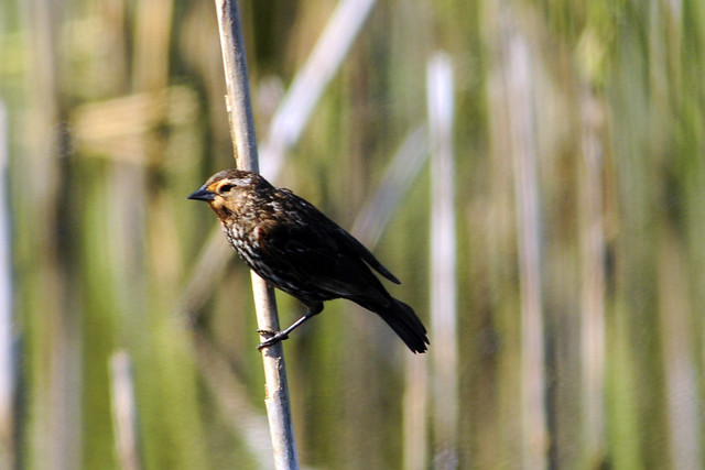 toms female Red-winged female in the marsh