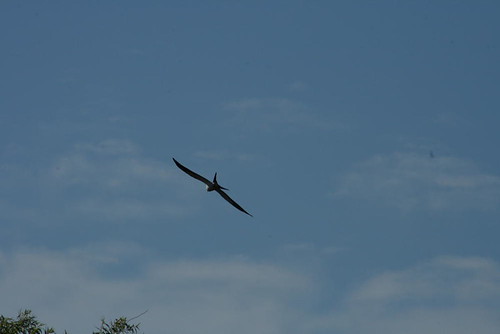 swallowtail kite