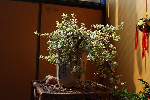 雅乐之舞(斑叶马齿苋树) Portulacaria afra var. foliis-variegatis by yinwei519