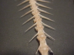 Fish bones by asobitsuchiya