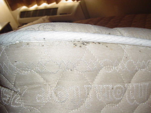 bed bugs. Bed bug fecal traces on a