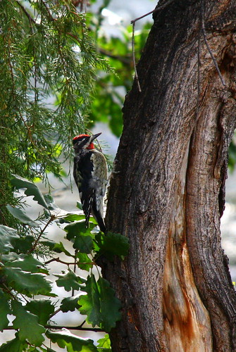 a pair of woodpeckers lived right outside of our cabin