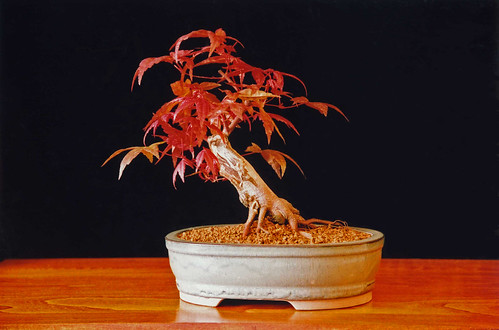 red japanese maple bonsai. Japanese Maple Bonsai Tree