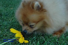 mary_ms_pom_pomeranian_breeder_PICTURE_126 by canined.com dog pictures