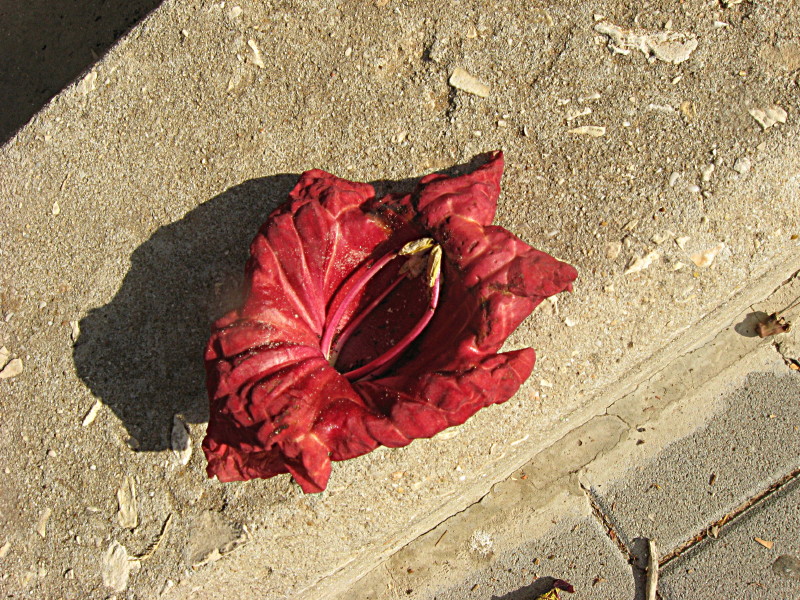 20-10-2008-fairytaletreeflower