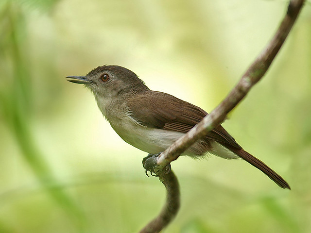 Sooty-Capped Babbler (Malacopteron affine)